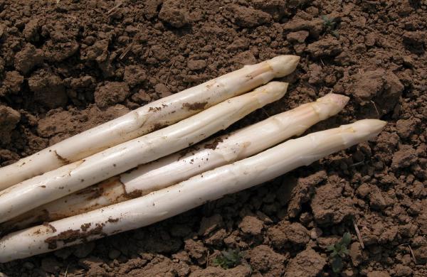 Spargel aus dem Taubertal