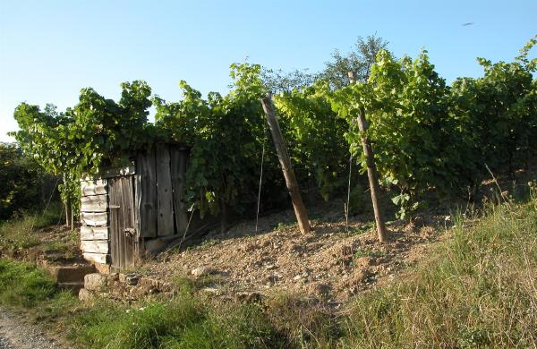 Weinbau und Landschaft (1)