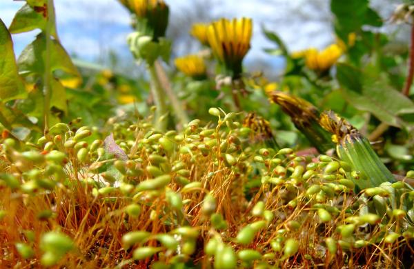 Frühlings-Impressionen aus dem Taubertal