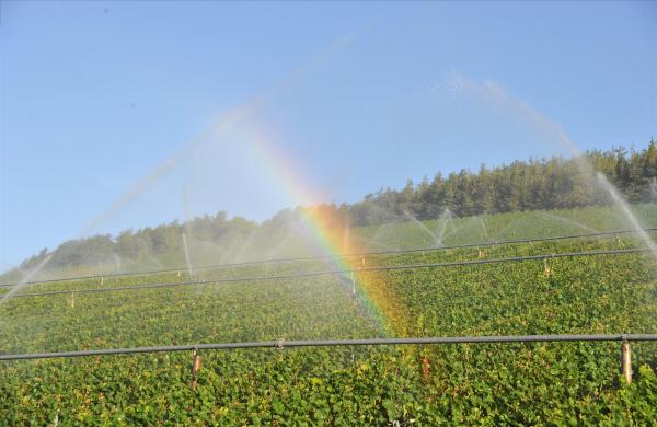 Weinbau und Landschaft (2)