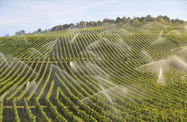 Wengert, Winzer und Wein