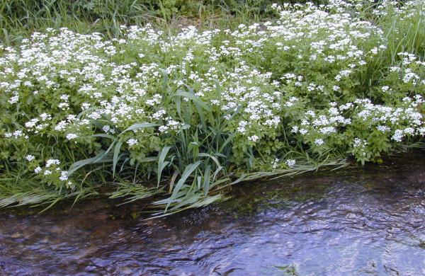 Frühlingsblüte im Taubertal