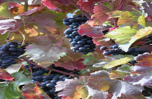 Kelter- und Weinbaumuseum