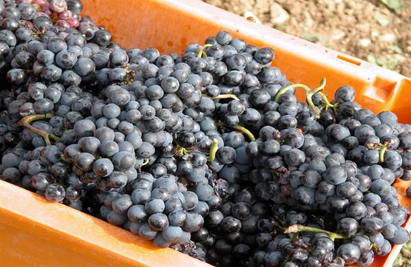 Von der Blüte in den Tank