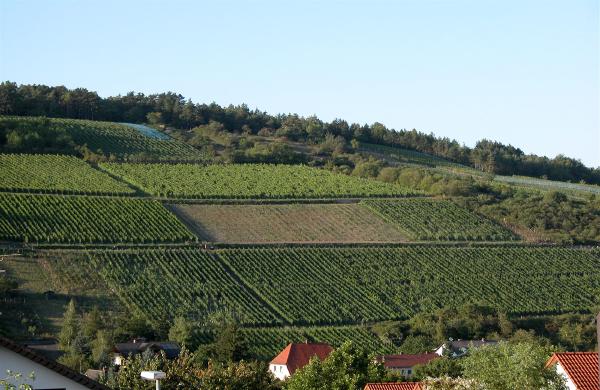 Weinbau und Geschichte